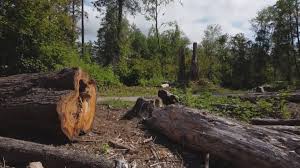 Best Tree Risk Assessment  in Brentwood, MO