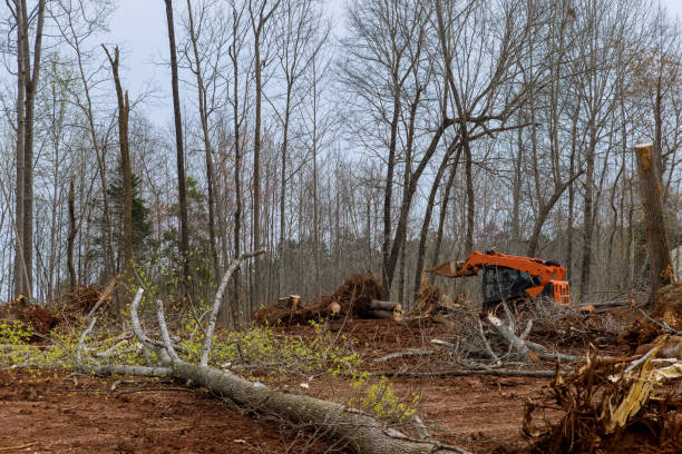  Brentwood, MO Tree Care Pros