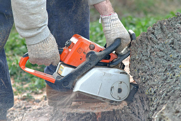 Best Emergency Tree Removal  in Brentwood, MO